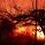 beholder
